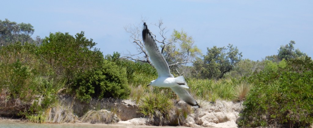 Silver Gull and south coast heath. Photograph by Ian Hoskins 2016