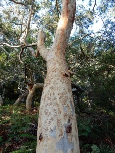 Scribbly Gum (Eucalyptus haemastoma) Jervis Bay. Photograph by Ian Hoskins, 2016