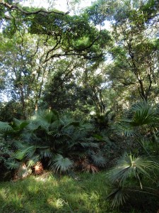 Cabbage-Tree Palm (Livistonia australis) endemic to semi-tropical rainforest, Jervis Bay. Photograph by Ian Hoskins 2016