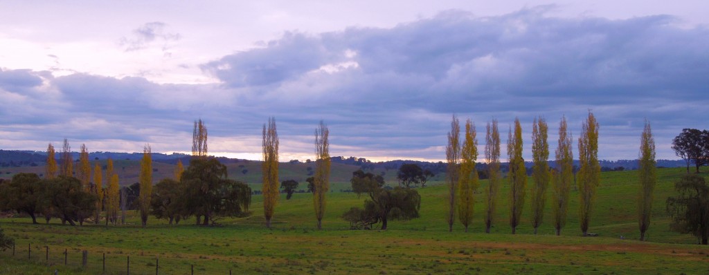 Poplars and willows north of Armidale