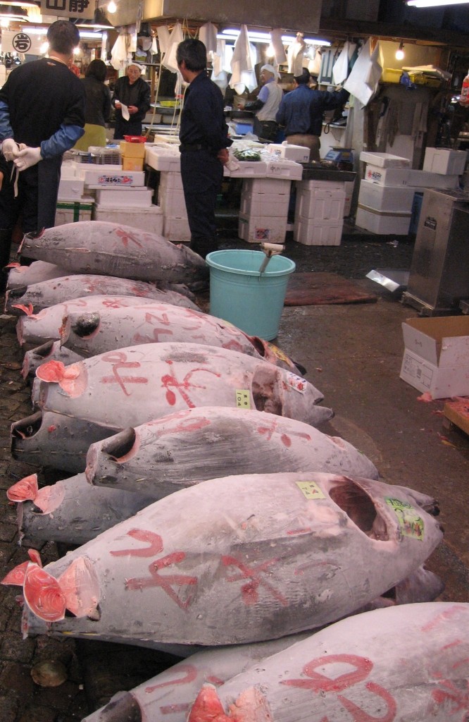 Frozen Tuna at Tokyo Fish Market 2009