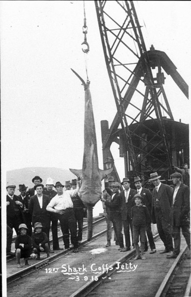 Shark on show Coffs Harbour 1915, From State Library NSW collection